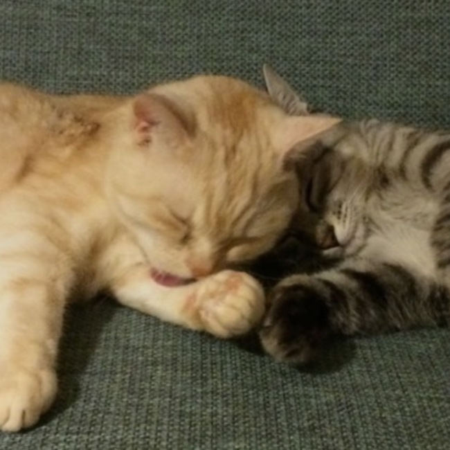 ねこねこのねこのカバー写真
