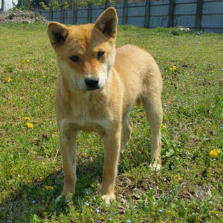 ほっそり柴犬風な、しんご君