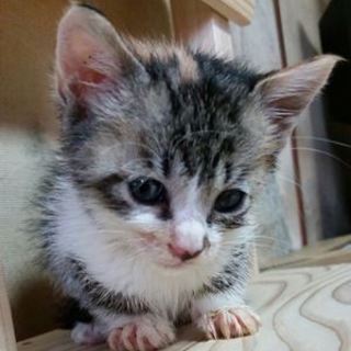 モナ　活発な子です