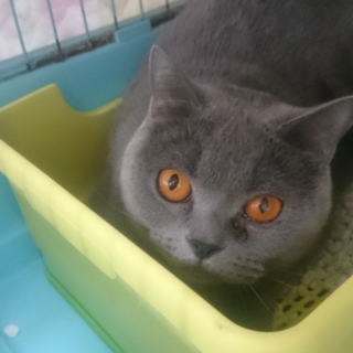 ブリティッシュS☆あずさちゃん☆女の子６歳