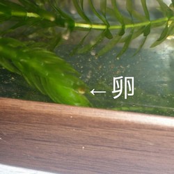 「ｲﾓﾘ(From京都)」サムネイル1