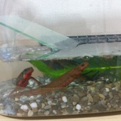 「ｲﾓﾘ(From京都)」サムネイル2