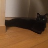 の写真