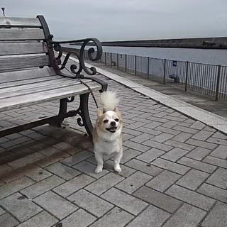 元気印のマリオ君です！！