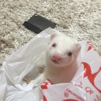 ふゆ