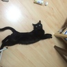 メリボン