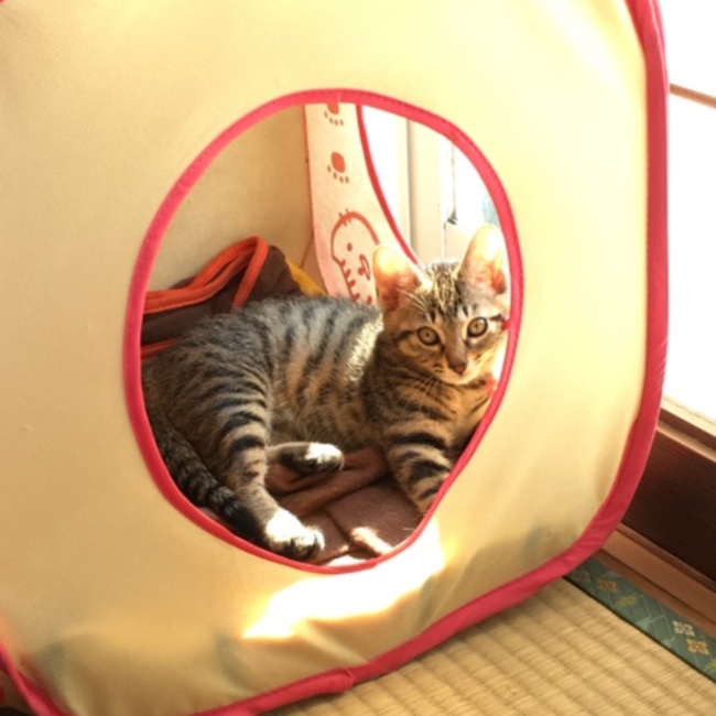 mikomocaのカバー写真