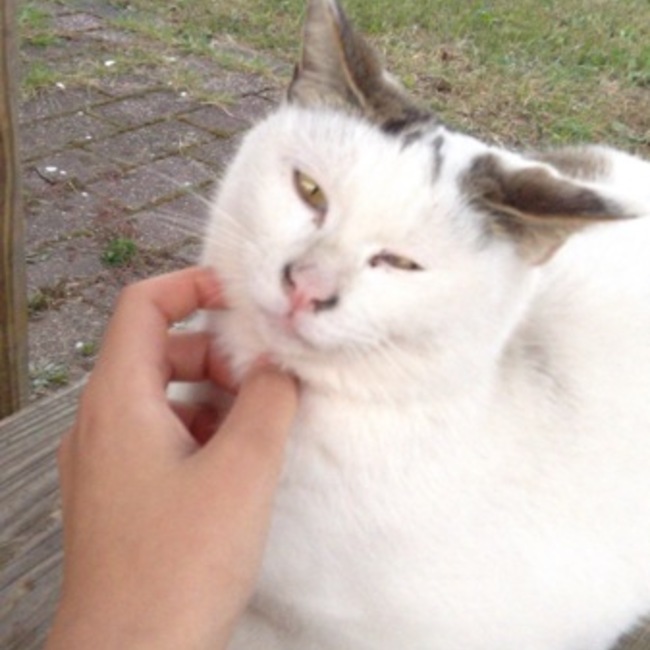 アメンボのカバー写真
