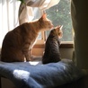 mikomoca