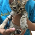 子猫1ヶ月半