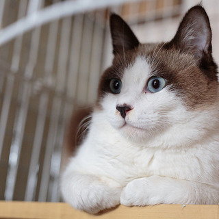 イケメンのラテくん