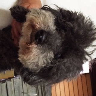 トイプードル男の子　5才ブラック