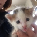 急募‼︎親猫から捨てられた仔猫ちゃん