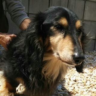 ありがとうございます。10歳ぐらいのダックス君