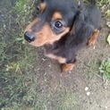 急募！かわいいダックスオス♂子犬里親募集！