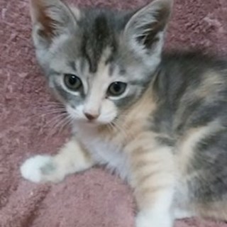 【5/22東日本橋譲渡会】食欲もりもりのぞみちゃん