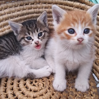 6月3日まで 子猫 です
