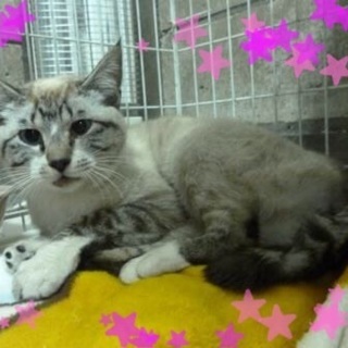 可愛い猫さんですので