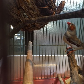 綺麗な錦華鳥のピィーちゃん