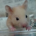 生後24日　ゴールデンハムスター　あと4匹
