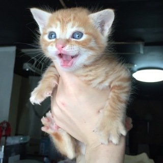 相談中一時停止元気いっぱい！抱っこ好きメンズ