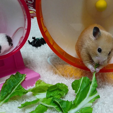 真くん&スーちゃん