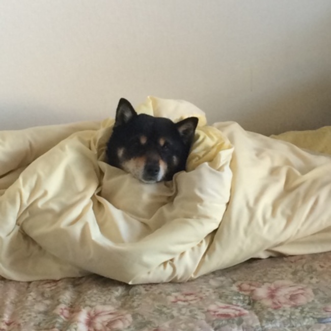 higebowzzyのカバー写真