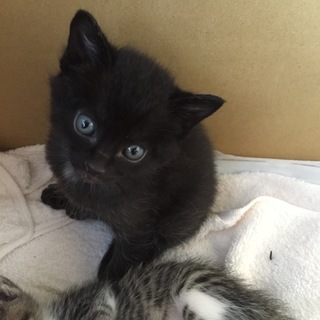 可愛い黒猫です！