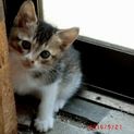育児放棄された子猫です。