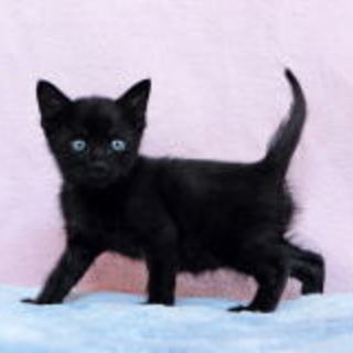 癒しの黒猫(=^･^=) チョコ君