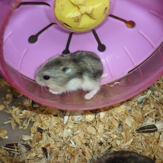 里親様へ「チビハム達は 元気に成長しましたか」