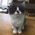 はちわれちゃん