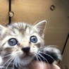 メス1か月里親さん決定しました サムネイル2