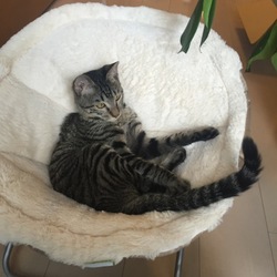 「新しい椅子」サムネイル2