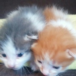 子猫の近況　④