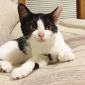 白黒子猫ちゃんの里親募集