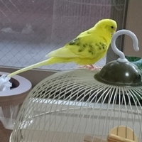 ピッコロ
