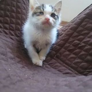 片目だって幸せになりたいにゃん