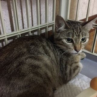 猫がすき♀いちごちゃん