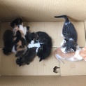 子猫の里親募集