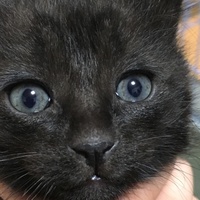 仔猫・3(仮名・プ子)}