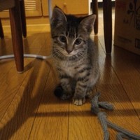 ふう