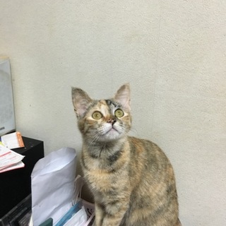 可愛いがってくれる方