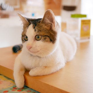 スーちゃん（仮）の飼い主様募集