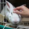 《交渉中》保護うさぎ　フランボワーズ サムネイル2