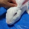 《交渉中》保護うさぎ　フランボワーズ サムネイル5
