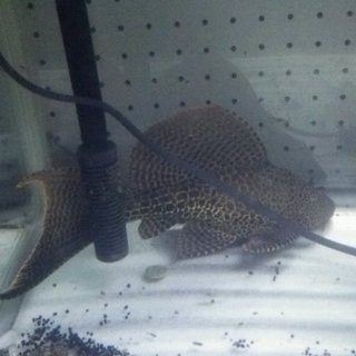 一旦停止します。