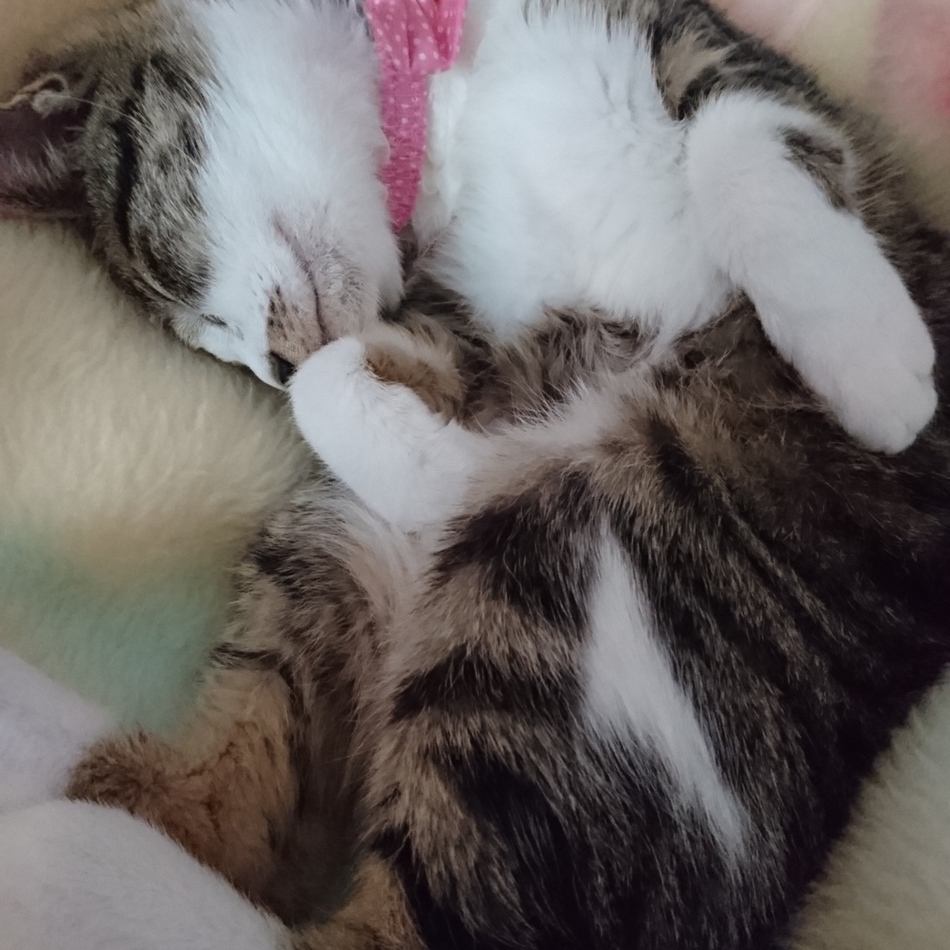 ジェリーのカバー写真