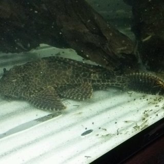 一旦停止します。