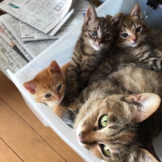 子猫の里親さん探してます